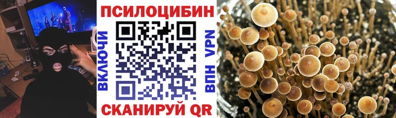 Псилоцибиновые грибы Psilocybine cubensis  Купить  Заозёрный 